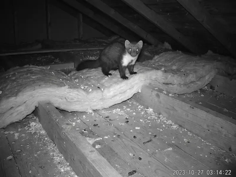Fouines & martres — intervention Nettoyage Nuisibles en Alsace